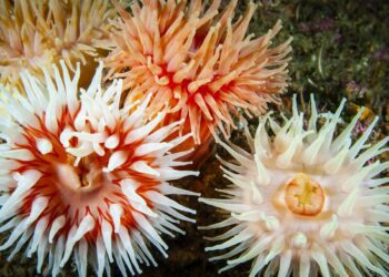 Χανιά: Ανησυχία προκαλούν τα αυξημένα τσιμπήματα από ανεμώνες