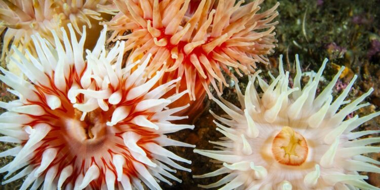 Χανιά: Ανησυχία προκαλούν τα αυξημένα τσιμπήματα από ανεμώνες