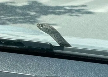 Σοκ για οδηγό στον Βόλο – Φίδι ανέβηκε στο παρμπρίζ του αυτοκινήτου της
