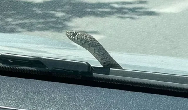 Σοκ για οδηγό στον Βόλο – Φίδι ανέβηκε στο παρμπρίζ του αυτοκινήτου της