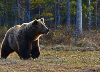 Δράμα: Σε χαράδρα 1.000 μέτρων έπεσε ο ένας από τους δύο ορειβάτες μετά την επίθεση της αρκούδας