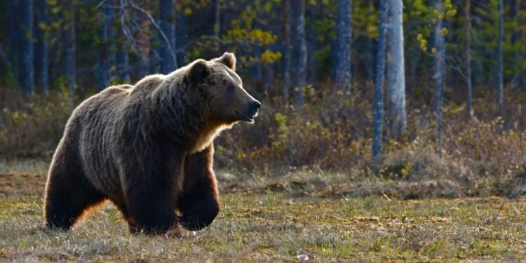 Δράμα: Σε χαράδρα 1.000 μέτρων έπεσε ο ένας από τους δύο ορειβάτες μετά την επίθεση της αρκούδας