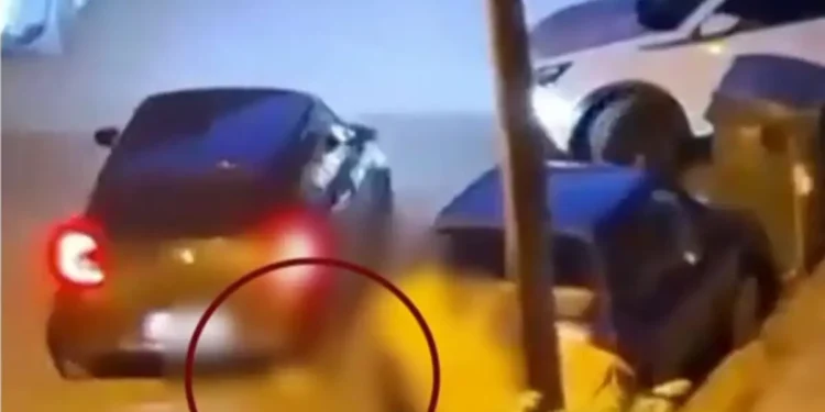 Καλαμαριά: Άνδρας κλωτσάει γατάκι και μετά το πατάει με το αυτοκίνητό του – Συνελήφθη από αστυνομικούς