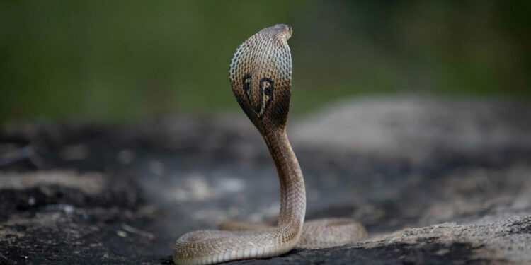 Ινδία: Αγόρι μόλις 2 χρονών δάγκωσε κόμπρα μέχρι θανάτου, αφού αυτή τυλίχθηκε γύρω από τα χέρια του