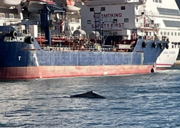 Σίδνεϊ: Φάλαινα-«τουρίστρια» προκάλεσε αναστάτωση στο λιμάνι