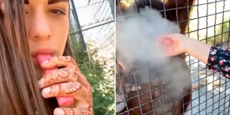 Οργή για 24χρονη Ρωσίδα μποξέρ που έδωσε ηλεκτρονικό τσιγάρο σε ουρακοτάγκο – «Η γενιά των ανόητων»