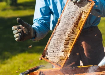 Οι αλλαγές στις επιδοτήσεις που φέρνει η κυβέρνηση λόγω ΟΠΕΚΕΠΕ – Εκτός πραγματικότητας οι αριθμοί για μέλι και βιολογική κτηνοτροφία