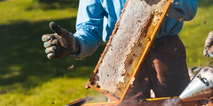 Οι αλλαγές στις επιδοτήσεις που φέρνει η κυβέρνηση λόγω ΟΠΕΚΕΠΕ – Εκτός πραγματικότητας οι αριθμοί για μέλι και βιολογική κτηνοτροφία