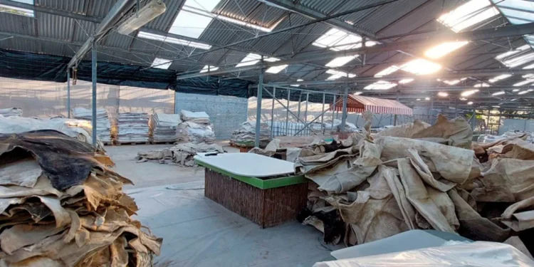 Εντοπίστηκε σπίτι-εργοστάσιο ναρκωτικών στα νότια προάστια – Στοίβες από εμποτισμένα δέρματα με κοκαΐνη, δείτε φωτογραφίες