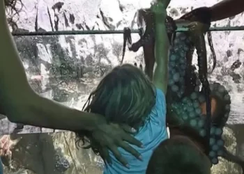 Τέξας: Χταπόδι επιτέθηκε σε 6χρονο σε ενυδρείο – Γέμισε μώλωπες το χέρι του