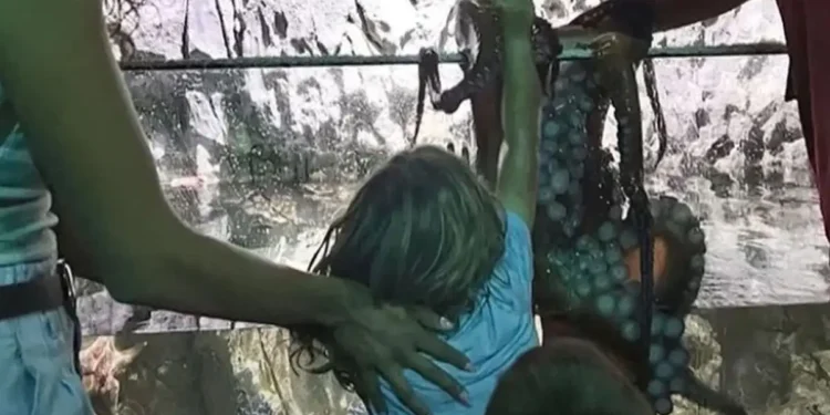 Τέξας: Χταπόδι επιτέθηκε σε 6χρονο σε ενυδρείο – Γέμισε μώλωπες το χέρι του