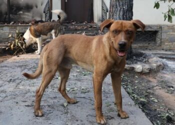 Βόλος: 61χρονος σκότωσε σκύλο με καραμπίνα έξω από το Δημοτικό Κυνοκομείο και συνελλήφθη