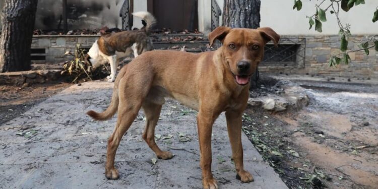 Βόλος: 61χρονος σκότωσε σκύλο με καραμπίνα έξω από το Δημοτικό Κυνοκομείο και συνελλήφθη