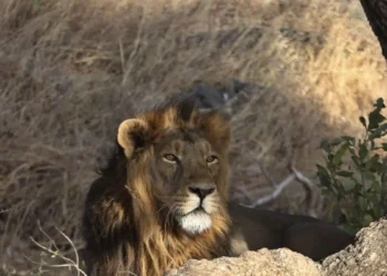 Στην Ινδία τούς τρώνε τα λιοντάρια: Ο πληθυσμός τους αυξάνεται, οι άνθρωποι κινδυνεύουν