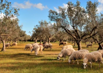 Έρχεται lockdown για τα ελληνικά αιγοπρόβατα αν δεν περιορισθεί το επόμενο δεκαήμερο η ευλογιά