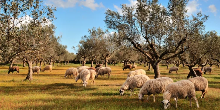 Έρχεται lockdown για τα ελληνικά αιγοπρόβατα αν δεν περιορισθεί το επόμενο δεκαήμερο η ευλογιά