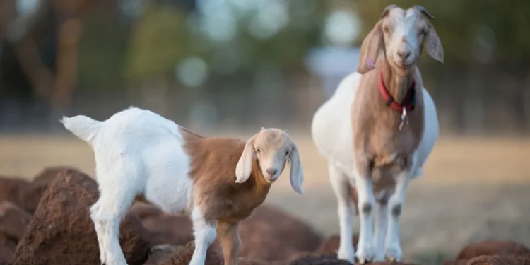 ΓΓ Αγροτικής Ανάπτυξης για ευλογιά: Στις Σέρρες έχουμε πρόβλημα αυτήν την στιγμή – Ποιες είναι οι υπόλοιπες περιοχές