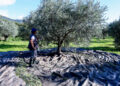Σάλος στο διαδίκτυο με αγγελία από τα Χανιά: Εργάτης ζητά 90 ευρώ μεροκάματο για το μάζεμα ελιών