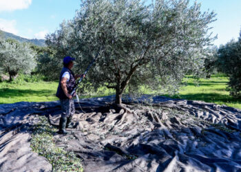 Σάλος στο διαδίκτυο με αγγελία από τα Χανιά: Εργάτης ζητά 90 ευρώ μεροκάματο για το μάζεμα ελιών