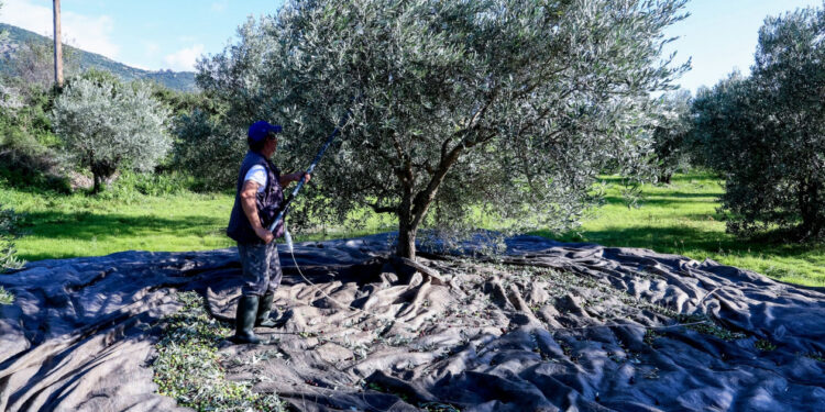 Σάλος στο διαδίκτυο με αγγελία από τα Χανιά: Εργάτης ζητά 90 ευρώ μεροκάματο για το μάζεμα ελιών