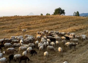 ΟΠΕΚΕΠΕ: Κατατέθηκε στην Κομισιόν το Σχέδιο Δράσης για τον εκσυγχρονισμό του συστήματος διαχείρισης και ελέγχου των αγροτικών επιδοτήσεων