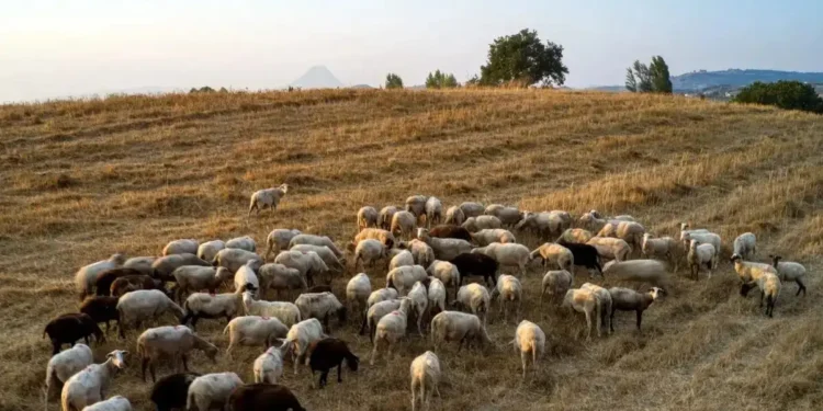 ΟΠΕΚΕΠΕ: Κατατέθηκε στην Κομισιόν το Σχέδιο Δράσης για τον εκσυγχρονισμό του συστήματος διαχείρισης και ελέγχου των αγροτικών επιδοτήσεων