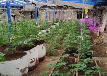 Κρήτη: Από τις ζωοκλοπές στη χασισοκαλλιέργεια και στο εμπόριο κοκαΐνης – Η νέα γενιά του οργανωμένου εγκλήματος