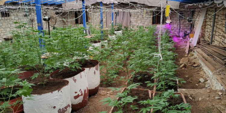 Κρήτη: Από τις ζωοκλοπές στη χασισοκαλλιέργεια και στο εμπόριο κοκαΐνης – Η νέα γενιά του οργανωμένου εγκλήματος