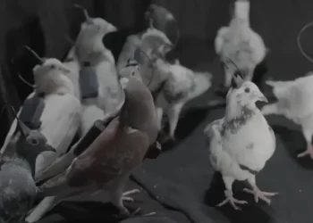 Οι Ρώσοι έφτιαξαν τηλεκατευθυνόμενα «κατασκοπευτικά περιστέρια» με εμφυτεύματα στον εγκέφαλο