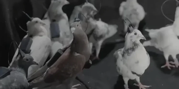 Οι Ρώσοι έφτιαξαν τηλεκατευθυνόμενα «κατασκοπευτικά περιστέρια» με εμφυτεύματα στον εγκέφαλο