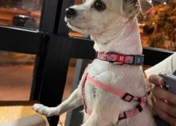 Φρίκη στη Χαλκιδική: Έκλεψαν σκυλίτσα και την πέταξαν στα σκουπίδια