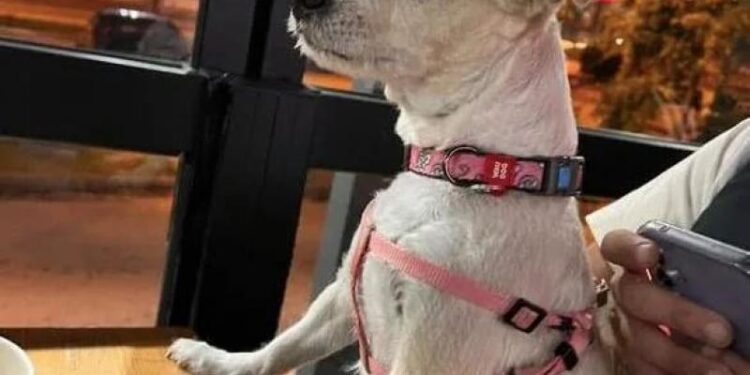 Φρίκη στη Χαλκιδική: Έκλεψαν σκυλίτσα και την πέταξαν στα σκουπίδια