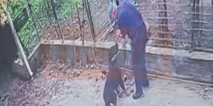 Πώς έγινε η άγρια επίθεση του ροτβάιλερ στον 76χρονο στην Καλαμάτα – Βίντεο ντοκουμέντο λίγο πριν ο σκύλος αρπάξει τον ιδιοκτήτη του