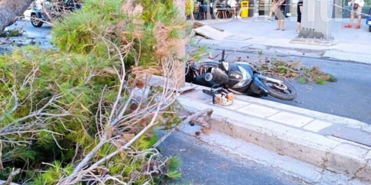 Ισχυρός Βαρδάρης στη Θεσσαλονίκη: Πτώσεις δέντρων και δεκάδες κλήσεις για βοήθεια