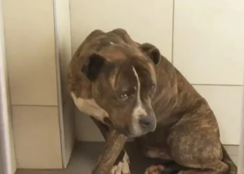 Ζάκυνθος: “30 άτομα θέλουν να υιοθετήσουν” τον σκύλο που επιτέθηκε στο παιδί – “Πρώτη φορά βλέπω ζώο με τέτοια απάθεια”