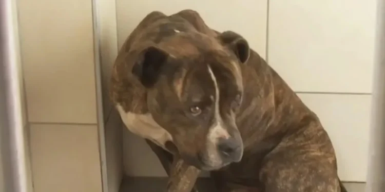 Ζάκυνθος: “30 άτομα θέλουν να υιοθετήσουν” τον σκύλο που επιτέθηκε στο παιδί – “Πρώτη φορά βλέπω ζώο με τέτοια απάθεια”