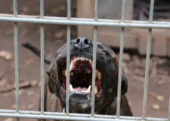 Ζάκυνθος: Νεκρό 2 ετών παιδί μετά από επίθεση σκύλου