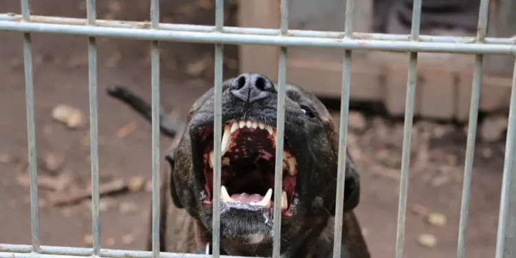 Ζάκυνθος: Νεκρό 2 ετών παιδί μετά από επίθεση σκύλου