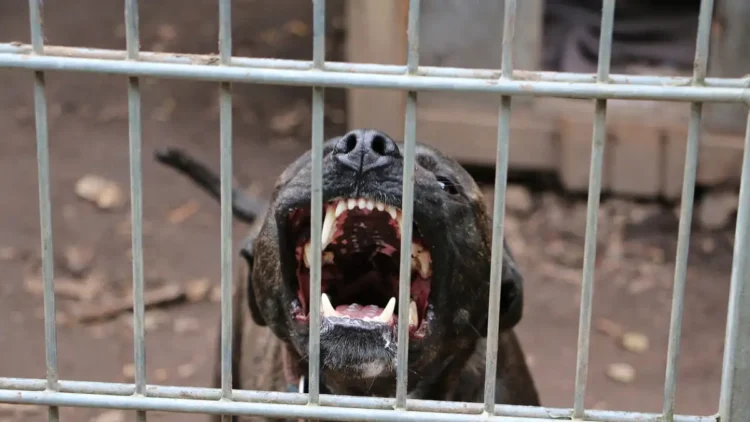 Ζάκυνθος: Νεκρό 2 ετών παιδί μετά από επίθεση σκύλου