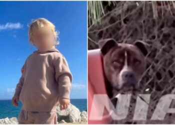 Συγκλονισμένη η Ζάκυνθος από την επίθεση του πίτμπουλ στον 2χρονο Λίο,«η κόρη μου φώναξε και έτρεξα, δεν άκουσα κάτι άλλο» λέει ο πατέρας του