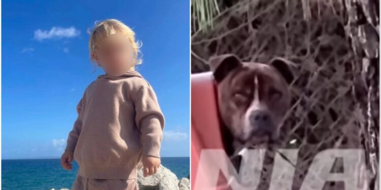 Συγκλονισμένη η Ζάκυνθος από την επίθεση του πίτμπουλ στον 2χρονο Λίο,«η κόρη μου φώναξε και έτρεξα, δεν άκουσα κάτι άλλο» λέει ο πατέρας του