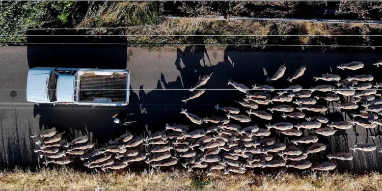 Ξεπέρασαν τις 400.000 τα θανατωμένα ζώα από την ευλογιά των αιγοπροβάτων