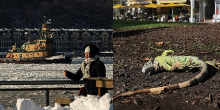 Φλόριντα: Παγωμένα ιγκουάνα πέφτουν από τα δέντρα – To πολικό ψύχος παραλύει τις ΗΠΑ (Eικόνες)