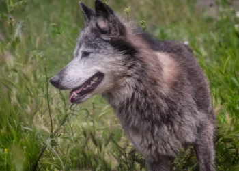 Τατόι: «Με δάγκωσε και μου έσκισε τα ρούχα» – Συγκλονίζει η περιγραφή του άνδρα που δέχτηκε επίθεση από λύκο