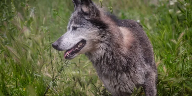 Τατόι: «Με δάγκωσε και μου έσκισε τα ρούχα» – Συγκλονίζει η περιγραφή του άνδρα που δέχτηκε επίθεση από λύκο