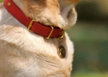 Τεχνολογική εταιρεία παρουσίασε κολάρο A.I. που υπόσχεται «συνομιλία» ανθρώπου-σκύλου σε πραγματικό χρόνο