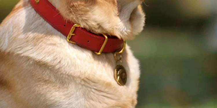 Τεχνολογική εταιρεία παρουσίασε κολάρο A.I. που υπόσχεται «συνομιλία» ανθρώπου-σκύλου σε πραγματικό χρόνο