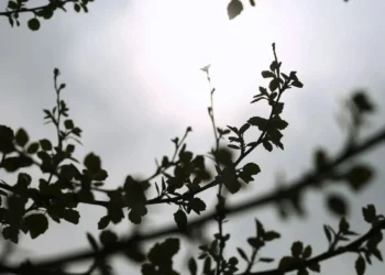 Καιρός: Αίθριος σχεδόν σε όλη τη χώρα – Υποχωρεί η σκόνη και οι ισχυροί βοριάδες