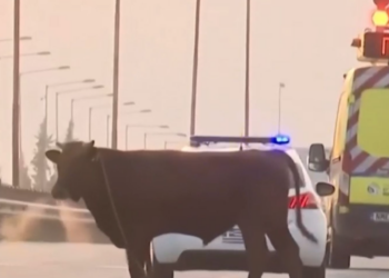Θεσσαλονίκη: Ταυράκι… έκανε βόλτα στην Εθνική Οδό και προκάλεσε χαμό