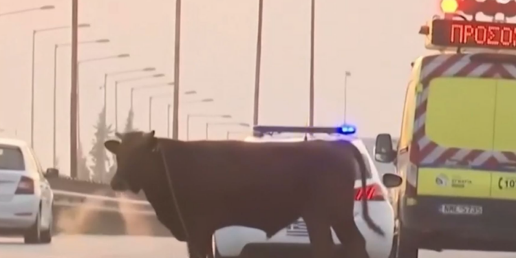 Θεσσαλονίκη: Ταυράκι… έκανε βόλτα στην Εθνική Οδό και προκάλεσε χαμό